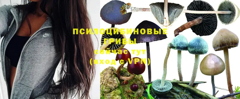 сайты даркнета какой сайт  Горняк  Псилоцибиновые грибы Psilocybine cubensis 